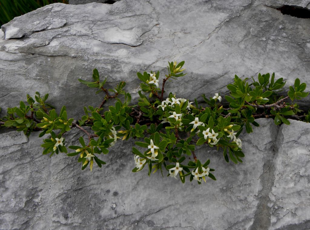 Daphne oleoides / Dafne spatolata